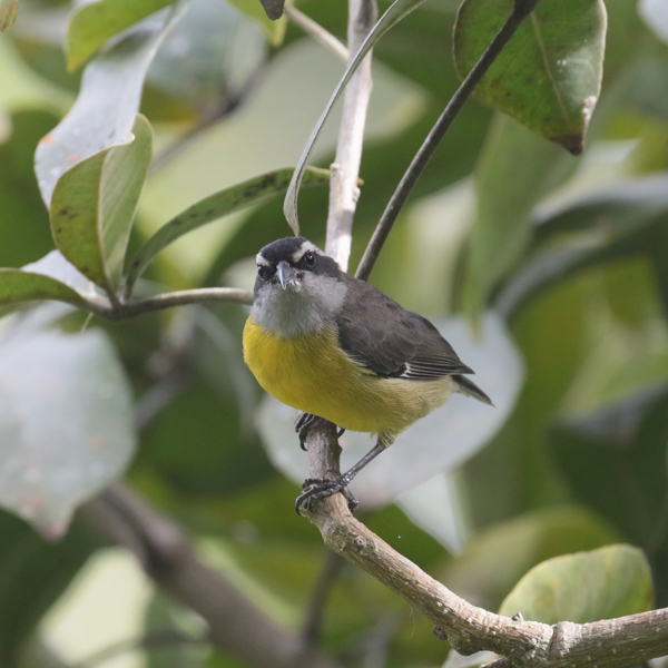 Bananaquit